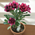 Desert Rose ‘Garnet Beauty’ (Adenium hybrid)