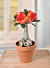Desert Rose ‘Golden Carrot’ (Adenium obesum hybrid)