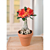 Desert Rose ‘Golden Carrot’ (Adenium obesum hybrid)