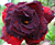 Desert Rose ‘Immortality’ (Adenium obesum hybrid)