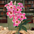 Desert Rose ‘Joyful’ (Adenium obesum hybrid)