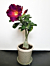 Desert Rose ‘Plum Beauty’ (Adenium obesum)