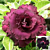 Desert Rose ‘Purple Immortality’ (Adenium hybrid)