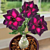 Desert Rose ‘Purple Plum’ (Adenium hybrid)