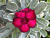Desert Rose ‘Variegated Double Red’ (Adenium obesum hybrid)