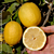 Eureka Lemon Tree (Citrus limon ‘Allen-Newman’)