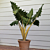 Alocasia ‘Golden Dragon’ (Alocasia hybrid)