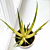 Aloe ‘Solar Flare’ PP (Aloe humilis hybrid)