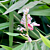 Galangal Plant (Alpinia officinarum)