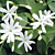Azores Jasmine (Jasminum azoricum)