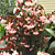 Begonia ‘Jim's Cotton Candy’ (Begonia fibrous hybrid)