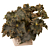 Begonia ‘Munchkin’ (Begonia rhizomatous hybrid)      
