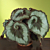 Begonia ‘Escargot’ (Begonia rex hybrid)