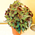 Begonia ‘Frances Valentine’ (Begonia rex hybrid)