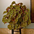 Begonia ‘Kit Kat’ (Begonia rhizomatous hybrid)