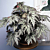 Begonia ‘Connie Boswell’ (Begonia rhizomatous hybrid)