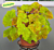 Begonia ‘Lime Royale’ (Begonia rhizomatous hybrid)