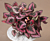 Begonia ‘Regal Minuet’ (Begonia rex hybrid)