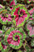 Begonia ‘Paso Doble’ (Begonia rex hybrid)