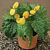 Begonia ‘Buttercup’ (Begonia fibrous hybrid)    