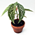 Begonia ‘My Special Angel’ hybrid (Begonia fibrous hybrid)