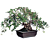 Begonia ‘Richardsiana’  (Begonia dregei ‘Richardsiana’)