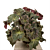Begonia ‘Susie's Curl’ (Begonia rhizomatous hybrid)    