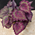 Begonia ‘Mike’s Mauve’ (Begonia rex hybrid)  