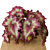 Begonia ‘Raspberry Torte’ (Begonia rex hybrid)  