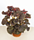 Begonia ‘Chocolate Swirl’ (Begonia rhizomatous hybrid)