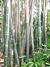 Giant Timber Bamboo (Bambusa oldhamii)