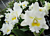 Bc Orchid Island Charm ‘OC’ JC/AOS (Brassavola x Cattleya hybrid)