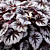 Begonia Holiday™ ‘Spirit’ PPAF (Begonia rex hybrid)