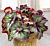 Begonia Nautilus™ Supreme PPAF (Begonia rhizomatous hybrid)