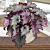 Begonia 'Avatar'