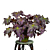 Begonia ‘Dean Turney’ (Begonia rhizomatous hybrid)