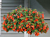 Begonia ‘Encanto Orange’ (Begonia boliviensis hybrid)