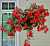 Begonia ‘Encanto Red’ (Begonia boliviensis hybrid)