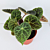 Begonia ferox (Begonia species)