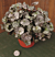 Begonia ‘Five ‘N Dime’ (Begonia  rhizomatous hybrid)