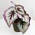 Begonia ‘Harmony’s Fire Woman’ (Begonia rex hybrid)