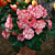 Begonia On Top® ‘Pink Halo’ (Begonia hybrid)