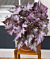 Begonia ‘Satin Jazz’ (Begonia rex hybrid)
