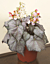 Begonia ‘Silver Myst’ (Begonia rhizomatous hybrid)