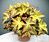 Begonia ‘Starburst’ (Begonia rhizomatous hybrid)