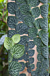 Shingle Plant (Rhaphidophora cryptantha)