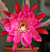 Orchid Cactus ‘San Miguel’ (Epiphyllum hybrid)