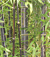 Black Bamboo (Phyllostachys nigra)