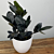 ZZ Plant ‘Black Queen’ (Zamioculcas zamiifolia hybrid)