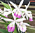 Blc. Orchid (intermedia x Morning Glory) ‘Doris’ (Brassavola x Laelia x Cattleya)